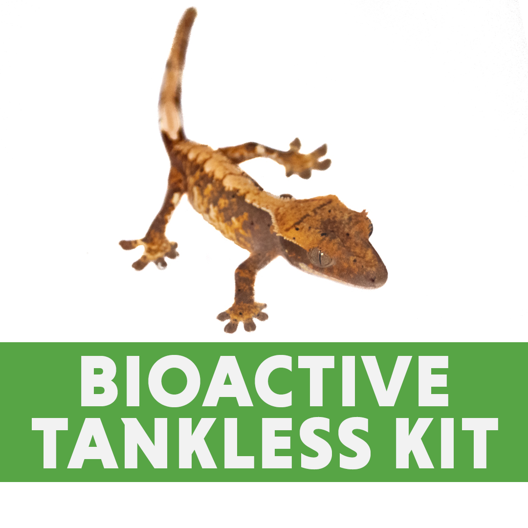 Crested Gecko Tankless Bioactive Habitat Vivarium Kit (10 Gallon or 12x12x18)