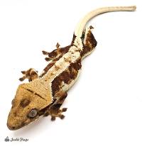 Crested Gecko Lilly White B380423
