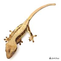 Crested Gecko Lilly White B510423