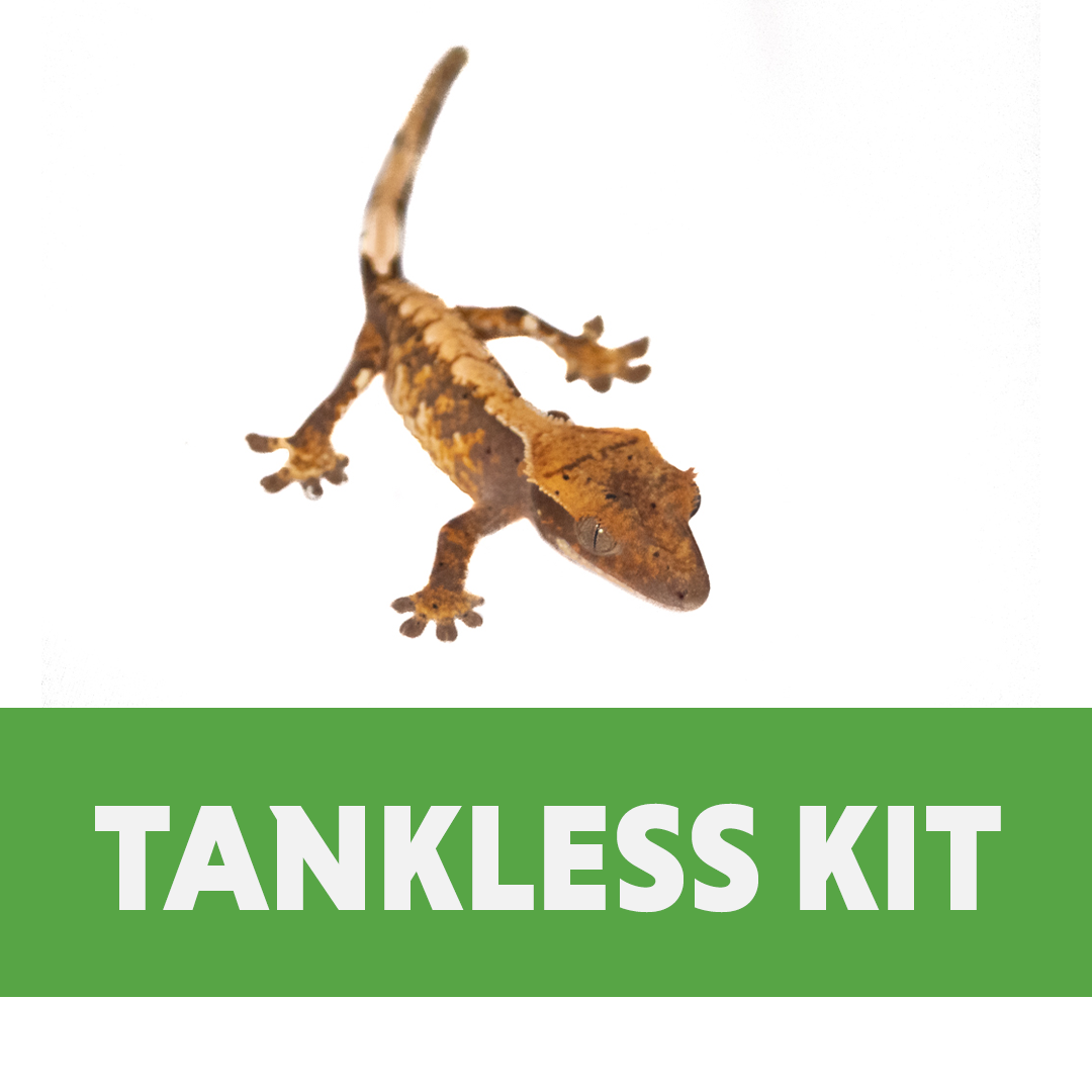 Crested Gecko Tankless Habitat Kit (10 Gallon)