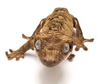 Crested Gecko Cluster Brindle (Tailless) C140623