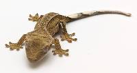 Crested Gecko Phantom Pinstripe C190623