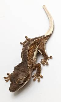 Crested Gecko Phantom Pinstripe Lilly White C210623