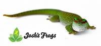 Crimson Giant Day Gecko - Phelsuma grandis (Captive Bred CBP)