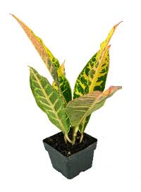 Croton 'Petra' (Codiaeum variegatum) - 4" pot