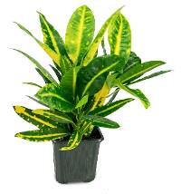 Croton 'Sunny Star' (Codiaeum variegatum) - 3" pot