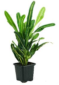 Croton 'Yellow Banana' (Codiaeum variegatum) - 3" pot