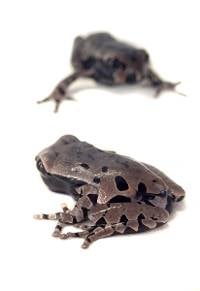 Crowned Tree Frog - Triprion spinosus (Captive Bred - CBP)