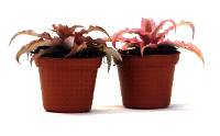 Cryptanthus bivittatus -  Pink (Grower's Choice)
