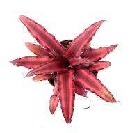 Cryptanthus bivittatus 'Ruby'
