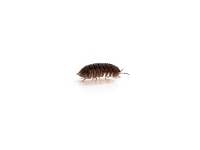 'Little Sea' Isopods (10 count)