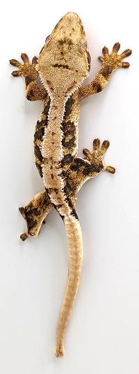 Crested Gecko Tiger Lilly White D050923