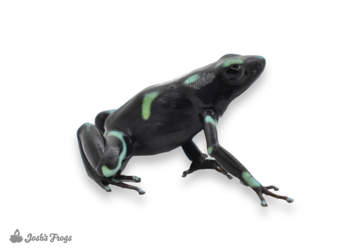 Green and Black Poison Dart Frog (Dendrobates auratus) - Species