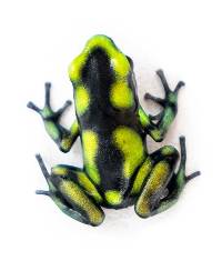 Dendrobates auratus 'Colombian Yellow/Capurgana'  TADPOLE - Green and Black Poison Dart Frog