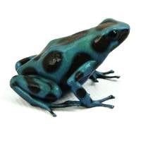 'El Cope' Auratus Dart Frog