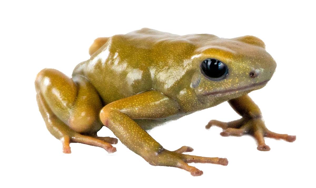Green and Black Poison Dart Frog (Dendrobates auratus) - Species