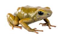 Golden Auratus Dart Frog