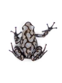 Dendrobates auratus 'Pena Blanca' TADPOLE - Green and Black Poison Dart Frog