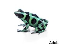 Dendrobates auratus 'Río San Juan' F1 (Captive Bred) | Green and Black Poison Dart Frog