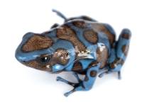 Dendrobates auratus 'Super Blue' TADPOLE