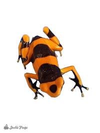 Dendrobates leucomelas 'Banded' (Captive Bred) - Bumblebee Dart Frog