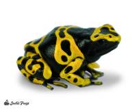 Dendrobates leucomelas (Captive Bred) - Bumblebee Dart Frog