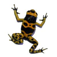 Dendrobates leucomelas 'Kahn Line' (Captive Bred) - Bumblebee Dart Frog