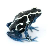 Dendrobates tinctorius 'Oyapok' TADPOLE - Dyeing Poison Arrow Frog