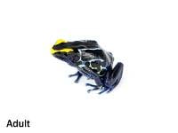 Dendrobates tinctorius 'Alalapadu Cobalt' | Dyeing Poison Arrow Frog (Captive Bred)