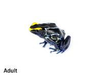 Dendrobates tinctorius 'Alalapadu Cobalt' TADPOLE - Dyeing Poison Arrow Frog