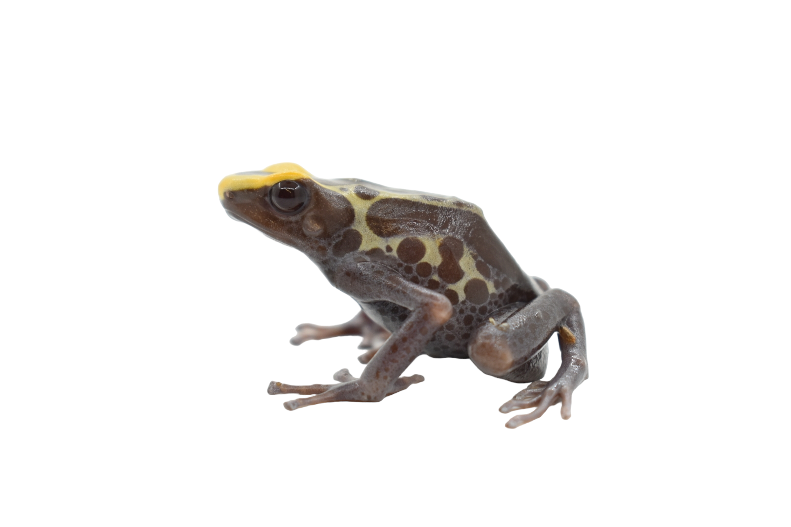 Dendrobates tinctorius 'Alalapadu Cobalt' Albino TADPOLE - Dyeing Poison Arrow Frog