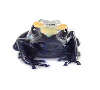 Alalapadu Cobalt Dyeing Dart Frog