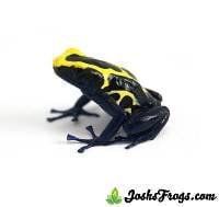 Dendrobates tinctorius 'French Guiana Dwarf Cobalt' | Dyeing Poison Arrow Frog (Captive Bred)
