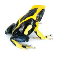 Dendrobates tinctorius 'Giant Orange' (Captive Bred) - Dyeing Poison Arrow Frog