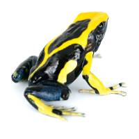 Dendrobates tinctorius 'Giant Orange' TADPOLE - Dyeing Poison Arrow Frog