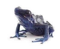 Dendrobates tinctorius 'Koetari River' (Captive Bred) - Dyeing Poison Arrow Frog