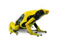 Dendrobates tinctorius 'Matecho' TADPOLE - Dyeing Poison Arrow Frog