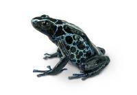 Dendrobates tinctorius 'New River' TADPOLE - Dyeing Poison Arrow Frog