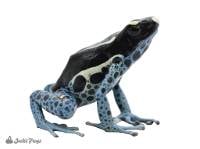 Powder Blue Dart Frog (Captive Bred)