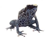 Dendrobates tinctorius 'Powder Blue' F1 - Dyeing Poison Arrow Frog (Captive Bred)