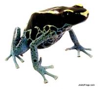 Dendrobates tinctorius  'Powder Blue' | Dyeing Poison Arrow Frog (Captive Bred)