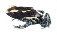 Dendrobates tinctorius 'Powder Grey' | Dyeing Poison Arrow Frog (Captive Bred)
