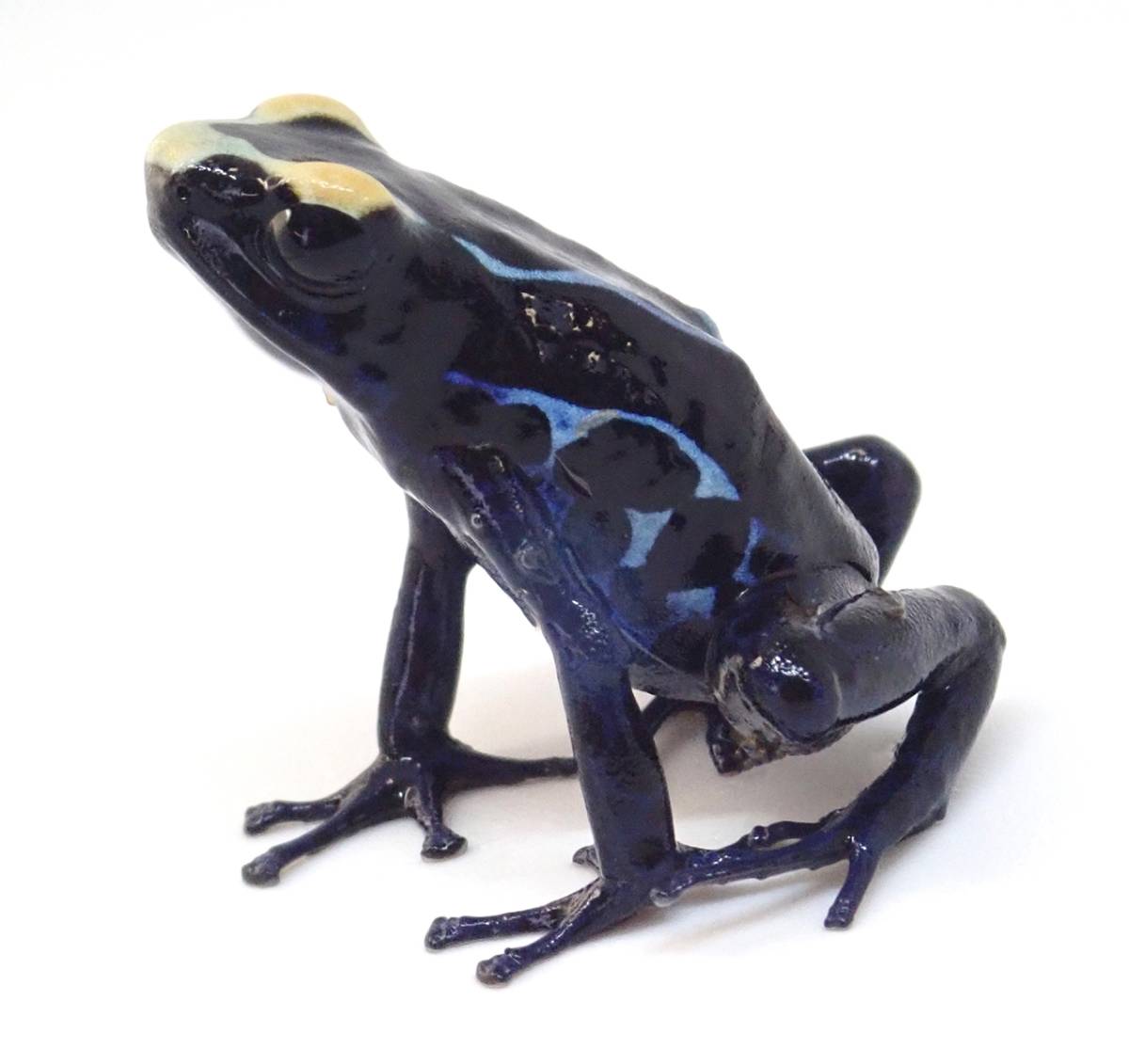 Pint-sized Poisoner – Green & Black Poison Dart Frog – incidental naturalist