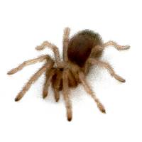 Desert Blonde Tarantula - Aphonopelma chalcodes | 1/2 inch (Captive Bred)