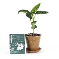 Clean Air Plant in Eco-Friendly Pot -  Dieffenbachia spp. (Grower’s Choice)