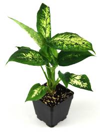 Dieffenbachia 'Carina'