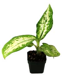 Dieffenbachia 'Delilah'