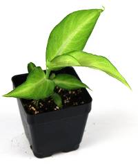 Dieffenbachia 'Emily'