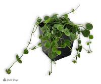 Dischidia astephana
