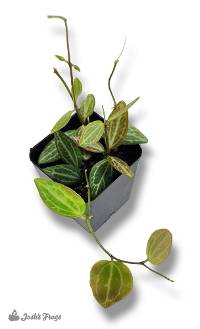 Dischidia ovata 'Watermelon'